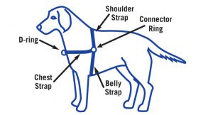 Dog wearing harness. Shows the parts of the harness as follows: Chest strap goes across the dog’s chest and features a d-ring in the center front. A connector ring is on each end of the chest strap at the dog’s shoulder. The shoulder strap runs over the dog’s back from each connector ring at the shoulder, and a belly strap runs from the same connector ring under the dog’s chest