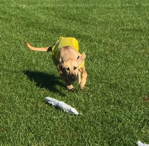 Dog wearing yellow vest chasing a bag lure on a grassy field