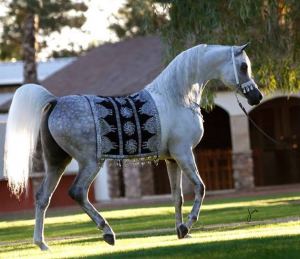 White Arabian horse in a tasseled bridle and tasseled sequined saddle blanket