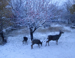 Three deer browsing in the snow under a tree